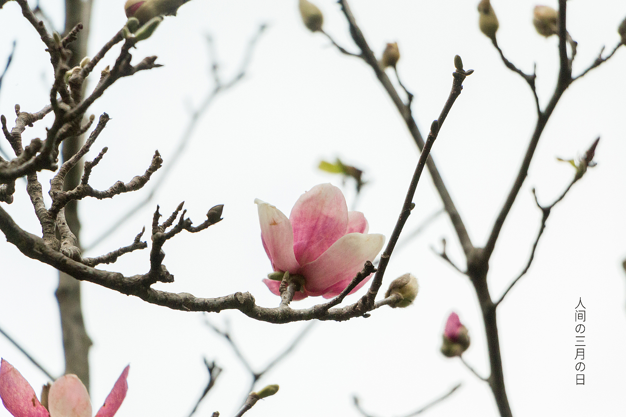 人间三月，枝头冒出了嫩叶，啊、是春天、、、（图ZMjA0NzkzNjY0） - 风光摄影 - 站酷设计师Lemmy_原创素材 - 站酷ZCOOL