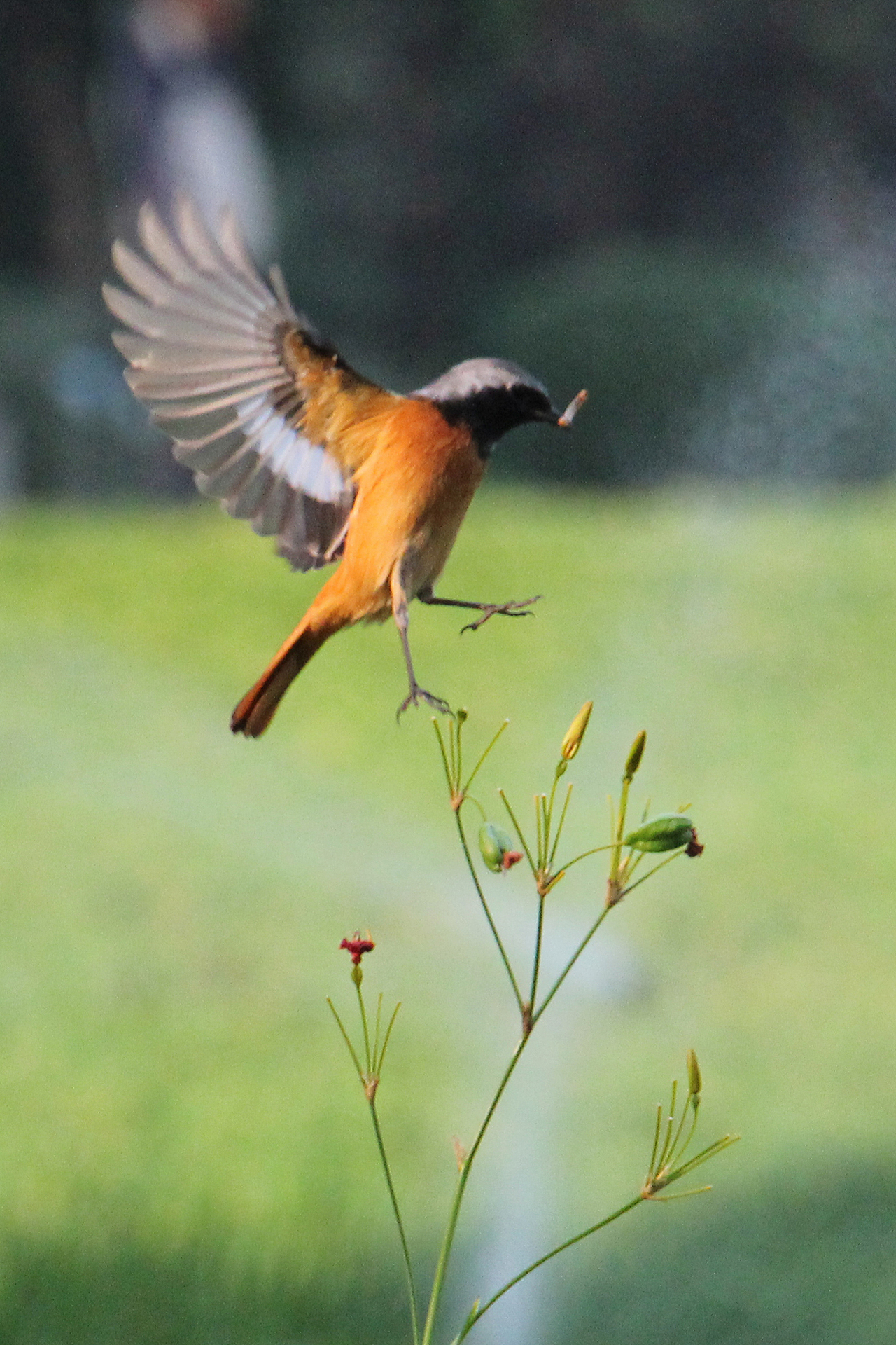 东湖公园之偶遇鸟趣&猫咪（图ZMjQzNjQ5NTgw） - 风光摄影 - 站酷设计师飞天猪猫原创素材 - 站酷ZCOOL