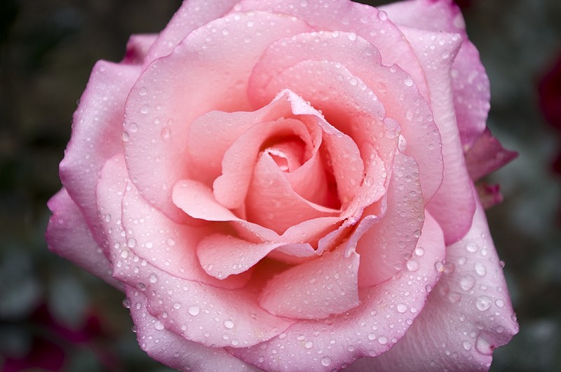 花語（圖ZNDk0MTYzNg==） - 風(fēng)光攝影 - 站酷設(shè)計(jì)師還珠哥哥原創(chuàng)素材 - 站酷ZCOOL