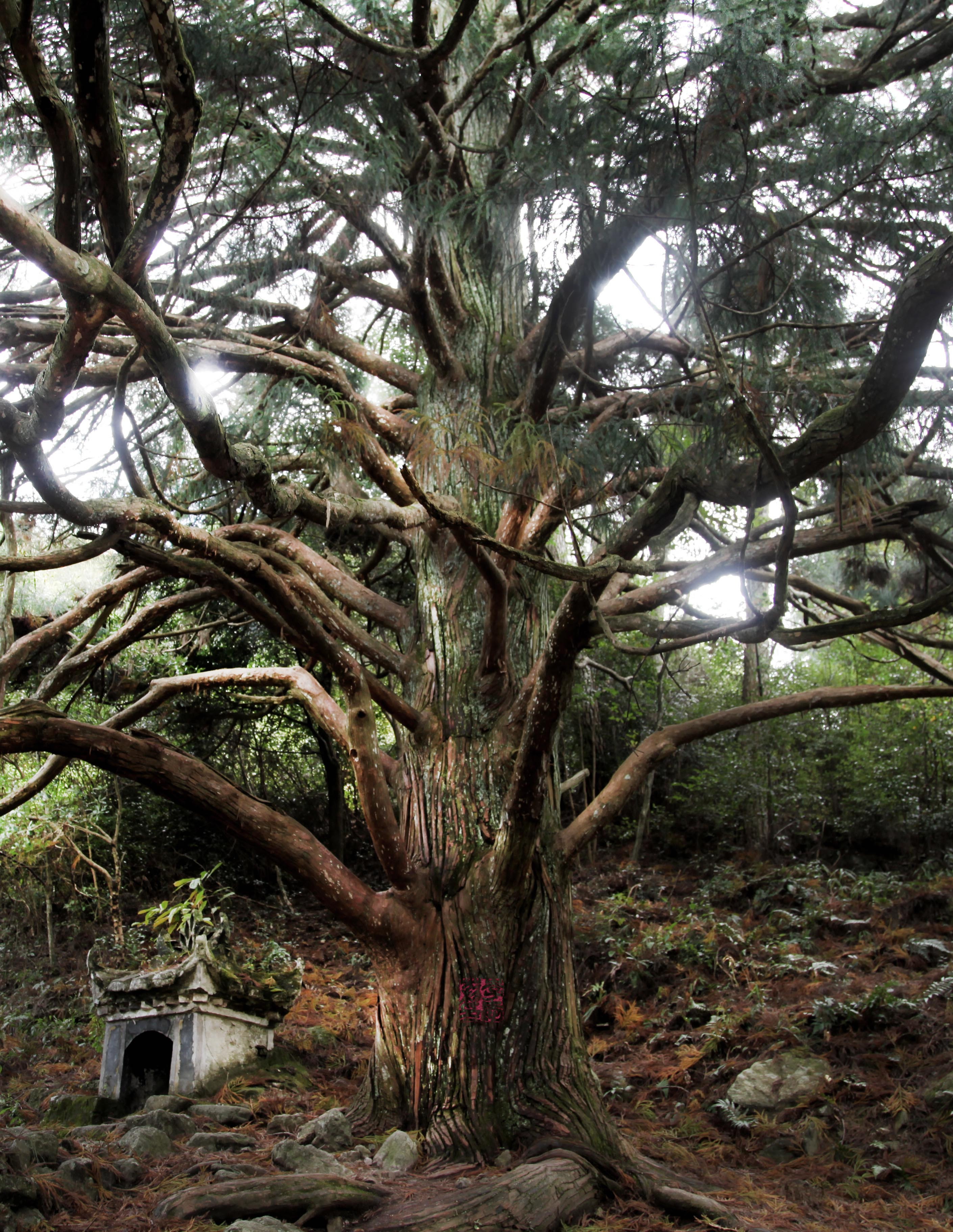 最美古树名木：轩辕黄帝手植柏-智慧林业网 | 关注智慧林业发展与创新