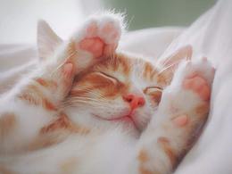 我家有个动物园 / 猫咪篇