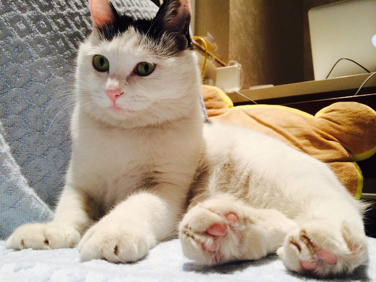 坏小猫儿~奶片儿（图ZMjY3Mjg1NDQ=） - 宠物摄影 - 站酷设计师张滚滚滚圆原创素材 - 站酷ZCOOL