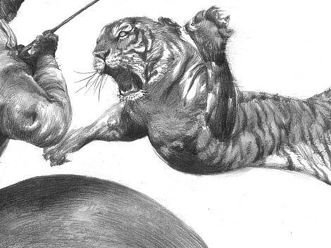 Bengal tiger-查吉尔（个人主页-ZMzI1MDczNTY=） - 绘本 - 站酷设计师王科几原创素材 - 站酷ZCOOL