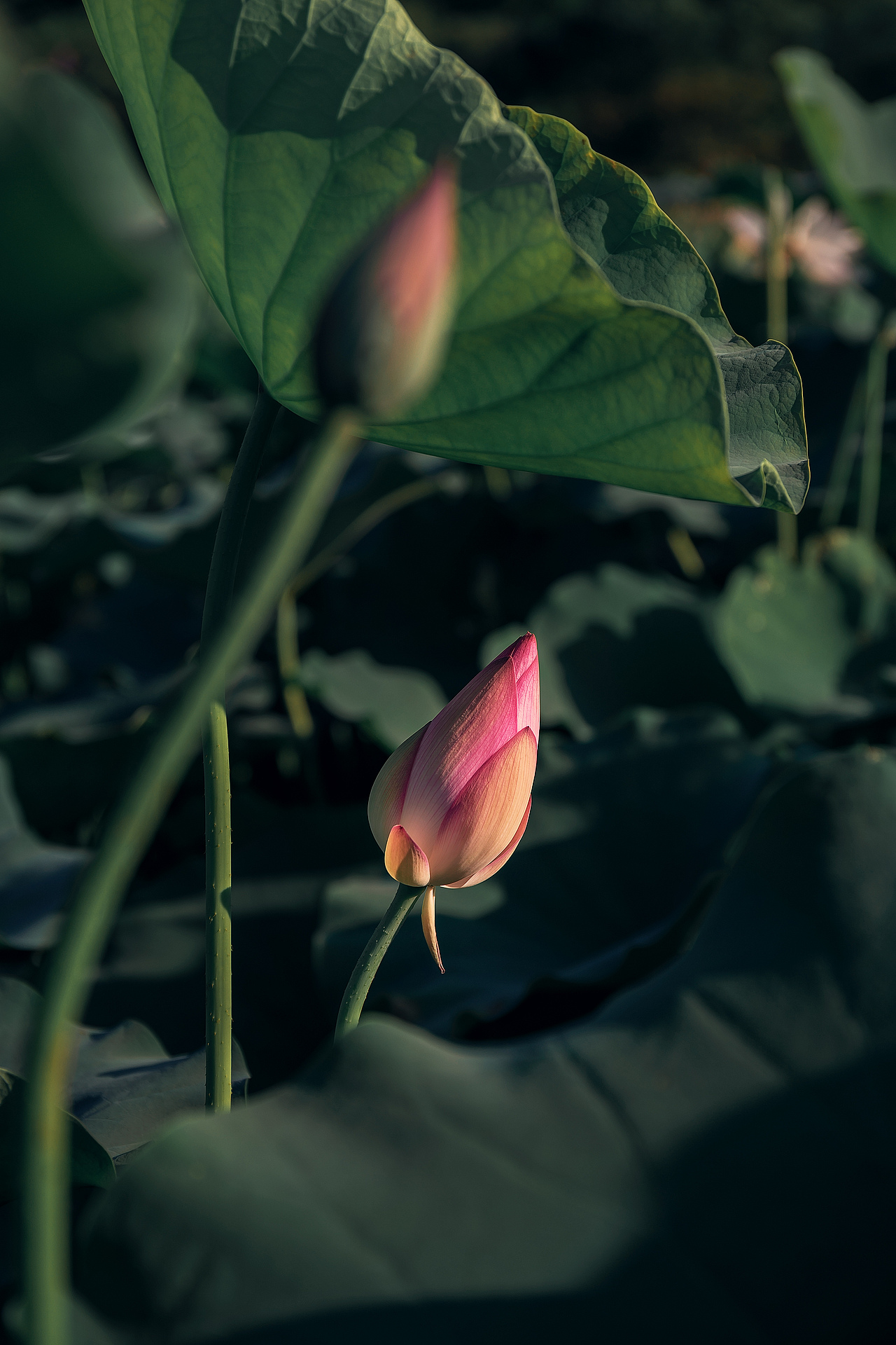 荷花小清新人像