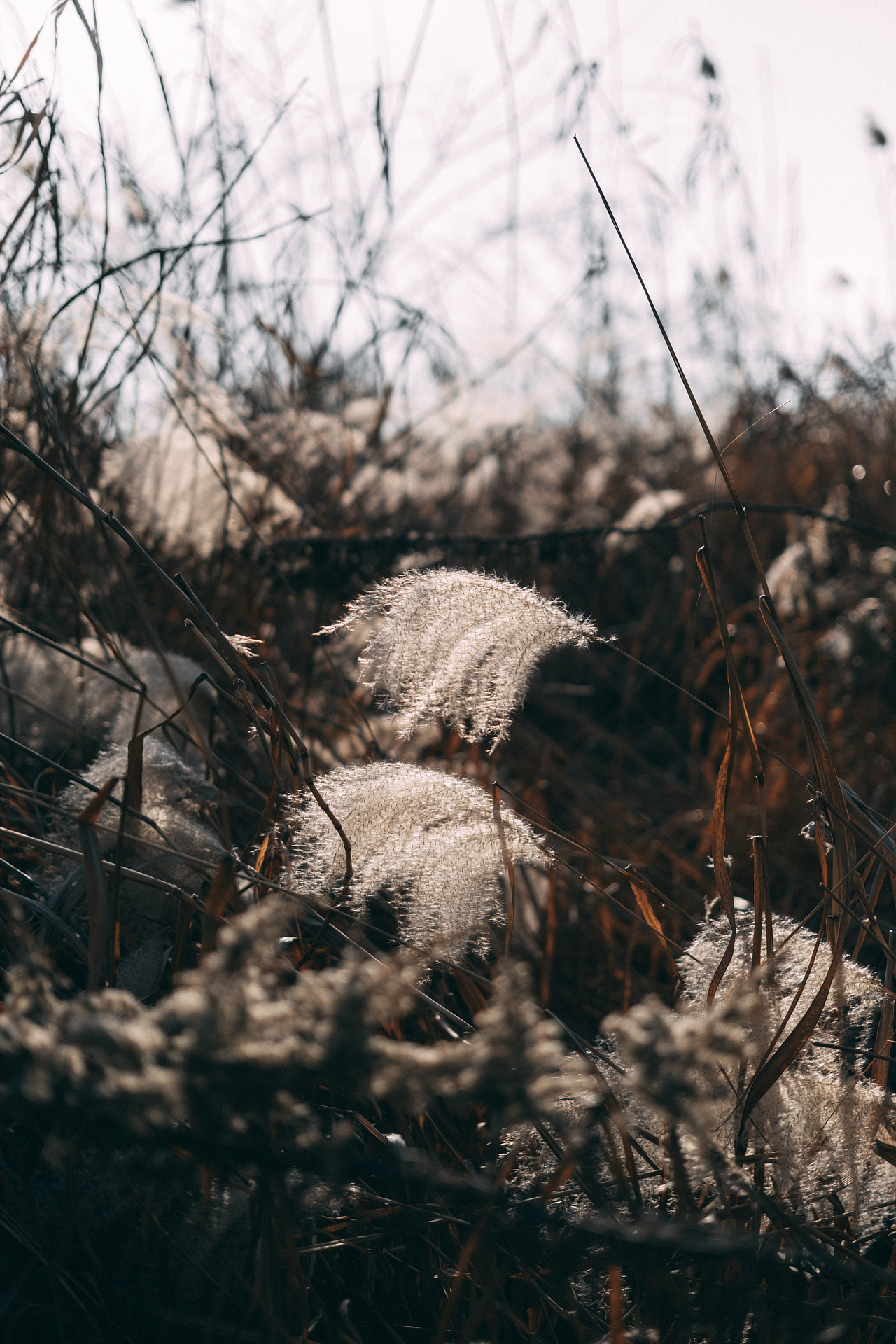 邂逅郊外的野草地（图ZMjgyMzM5Mzcy） - 风光摄影 - 站酷设计师糖糖的早茶原创素材 - 站酷ZCOOL