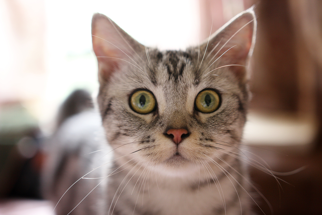 九个娃的妈，我萌。在我们家有个称号：英雄母亲。