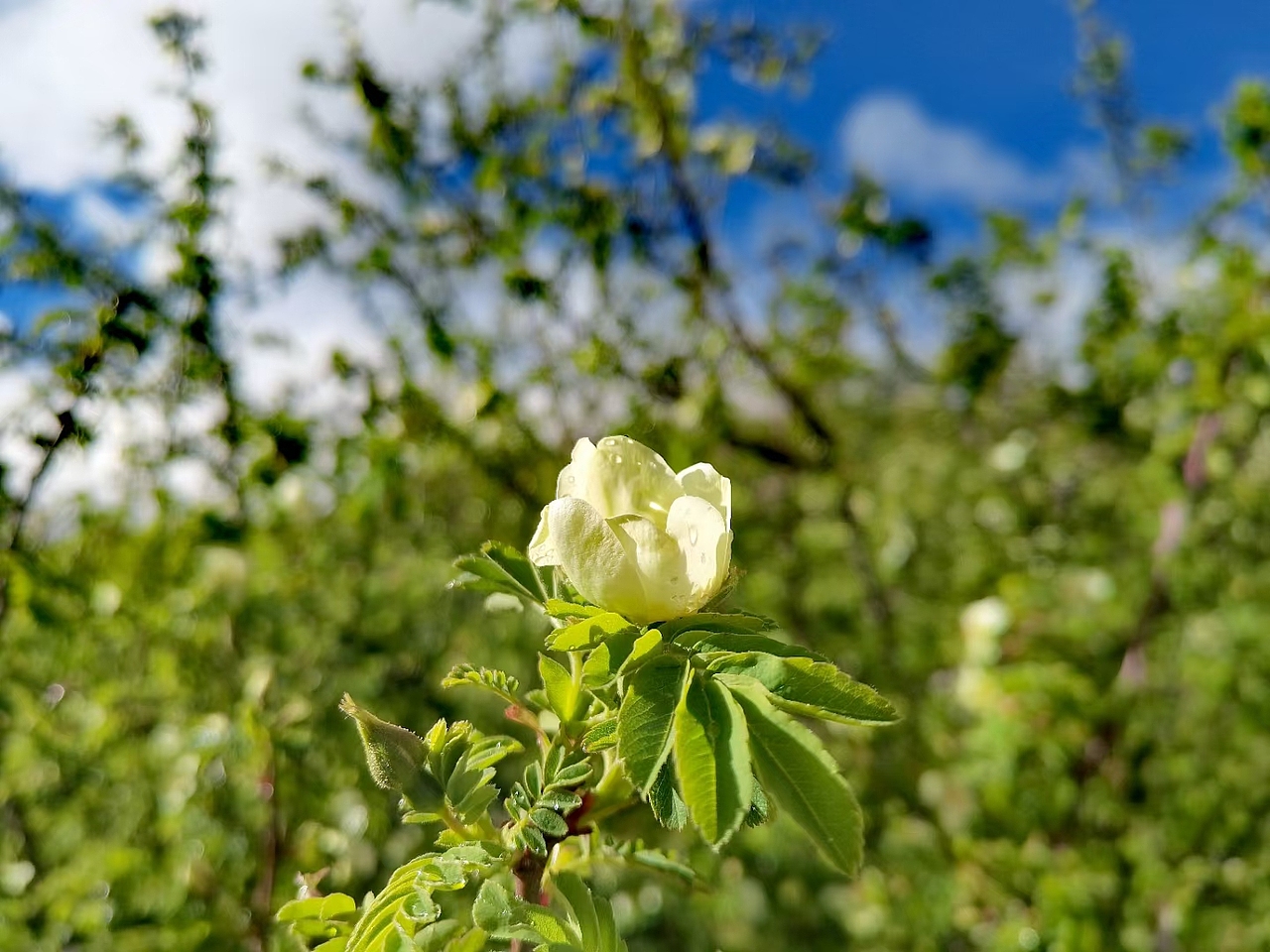 圣地西藏风景,雪山,草木,花朵