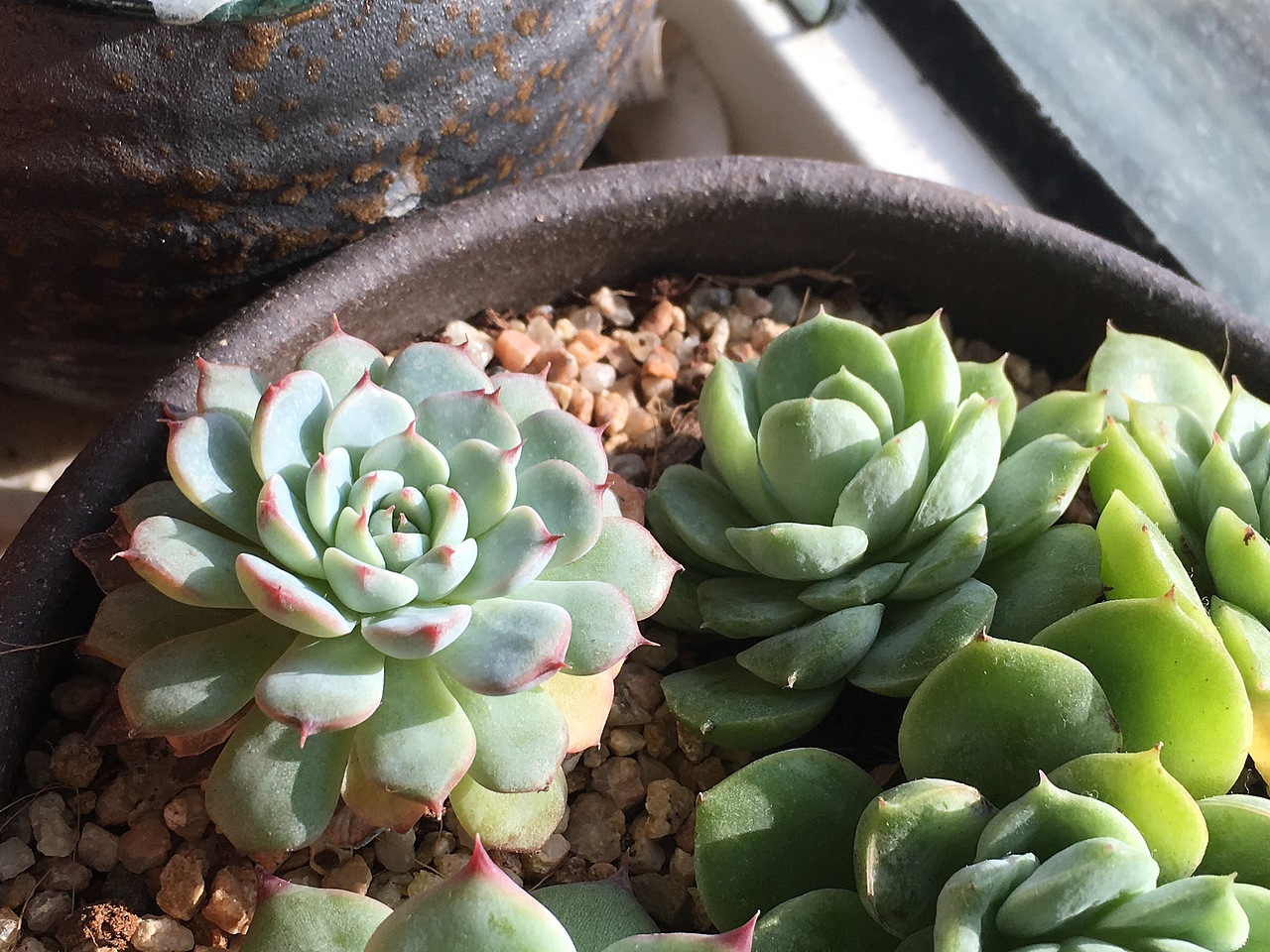 白鸡莲&酸橙辣椒