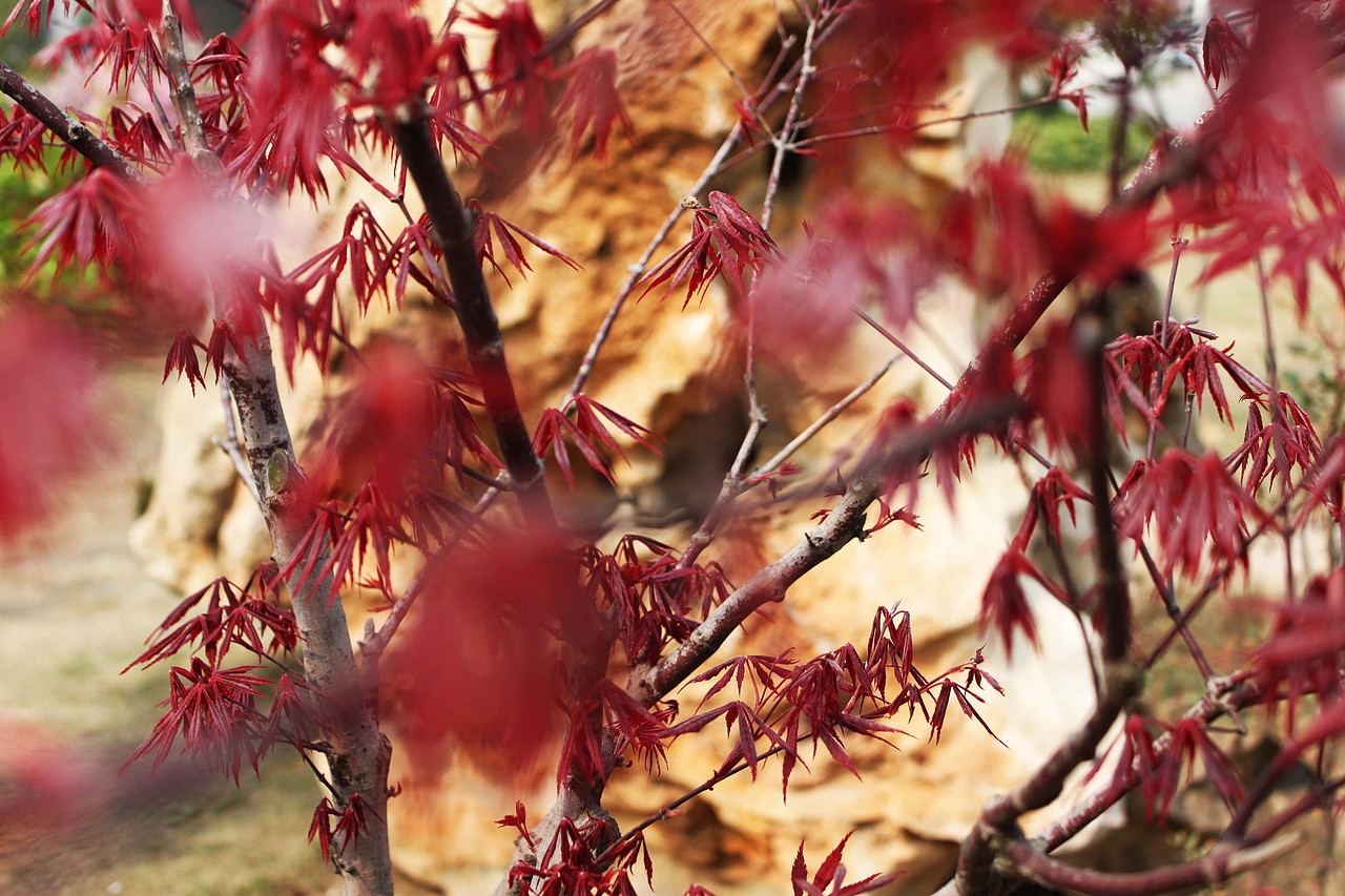(伪)摄影--------就要绚丽--不要灰色