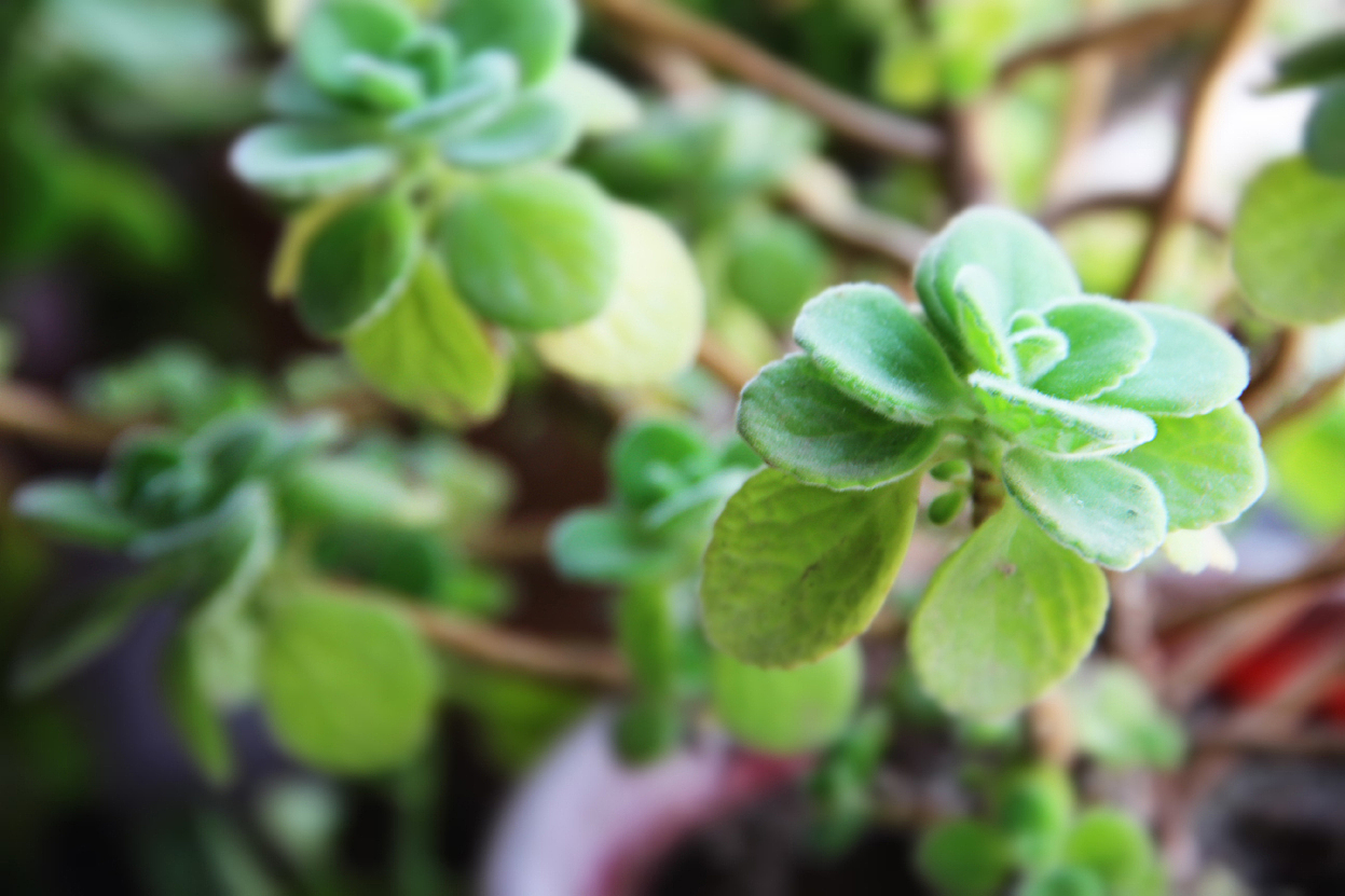 一年一次的回家  一年一次的记忆