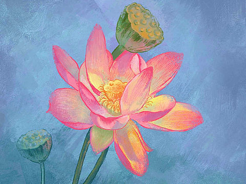 過程｜古風荷花畫法（個人主頁-ZNjQ0MTA0NjQ=） - 商業(yè)插畫 - 站酷設計師艷公子原創(chuàng)素材 - 站酷ZCOOL