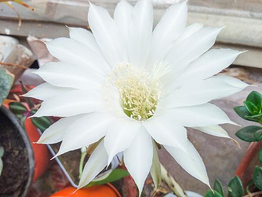 仙人掌花