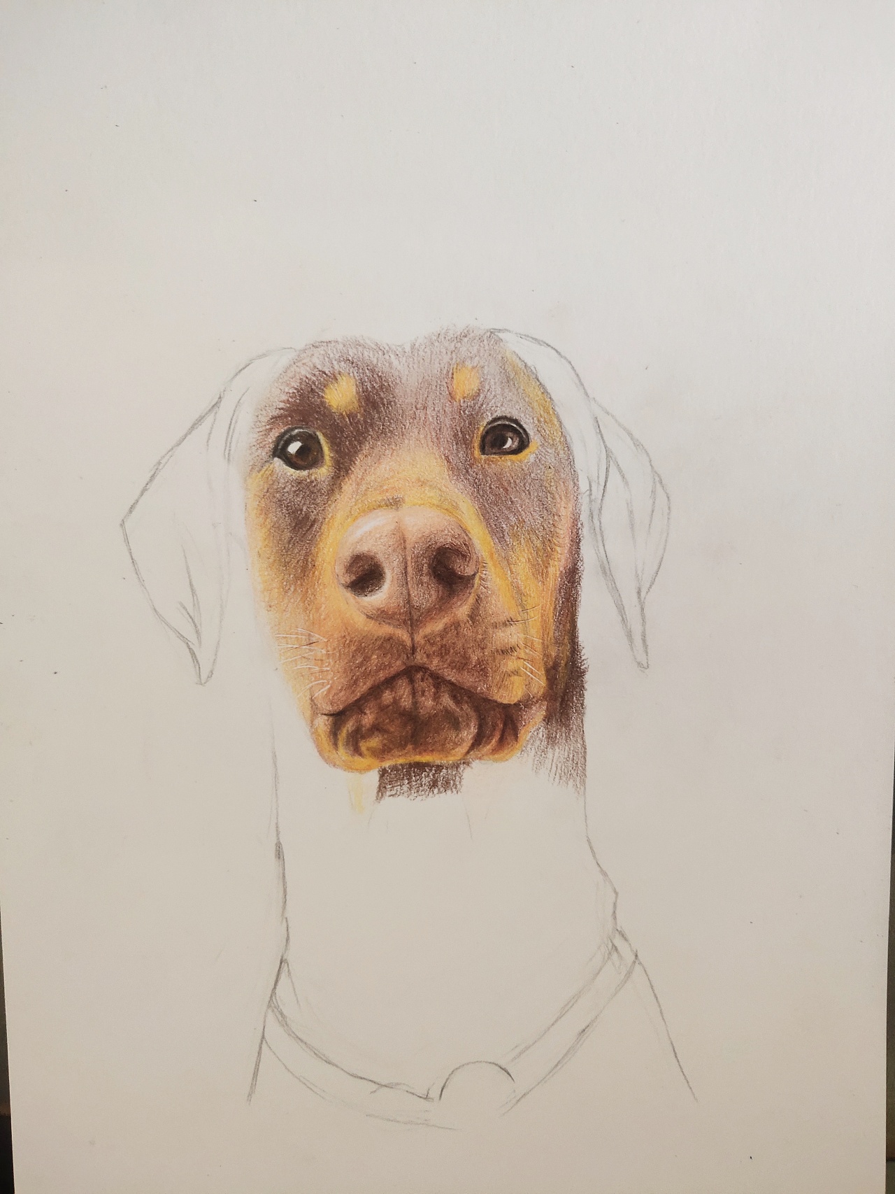 手绘狗狗 杜宾犬火锅