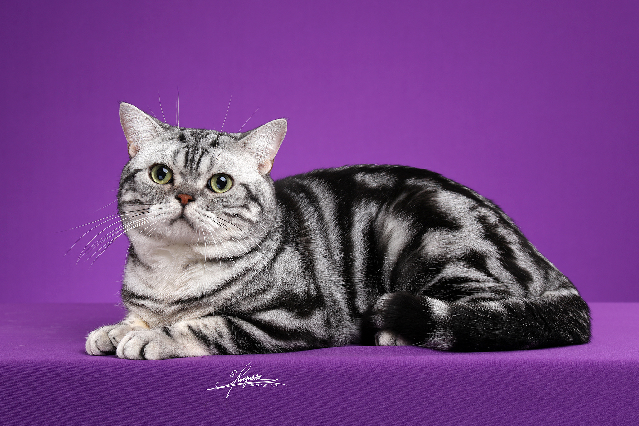 美国短毛猫AMYWORKS,拍摄于厦门|摄影|宠物摄影|AMYWORKS赛猫摄影 - 原创作品 - 站酷 (ZCOOL)
