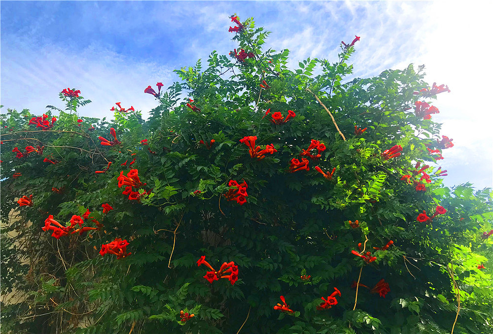 刘勇良手机纪实摄影:盛开的凌霄花