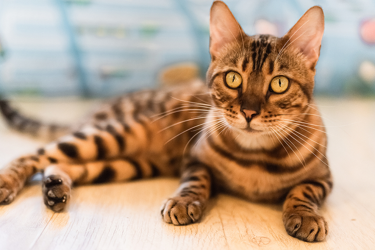 猫-摄影（图ZMTUwNzA2ODA4） - 宠物摄影 - 站酷设计师凌乱的猪原创素材 - 站酷ZCOOL