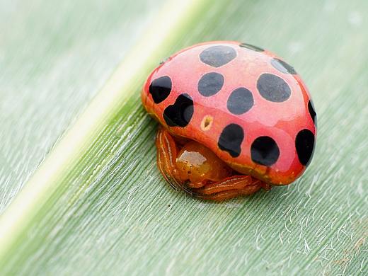 附近的生态微距小品