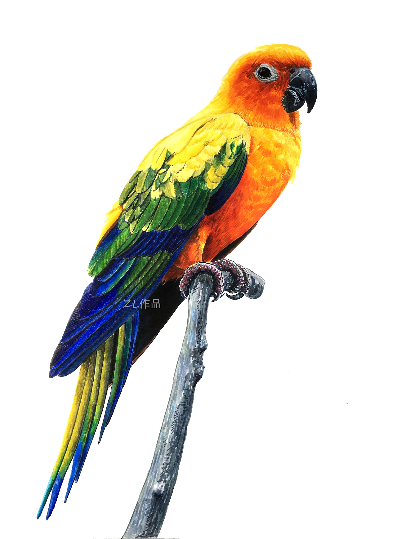 鸟の十二响~水彩笔手绘鸟类