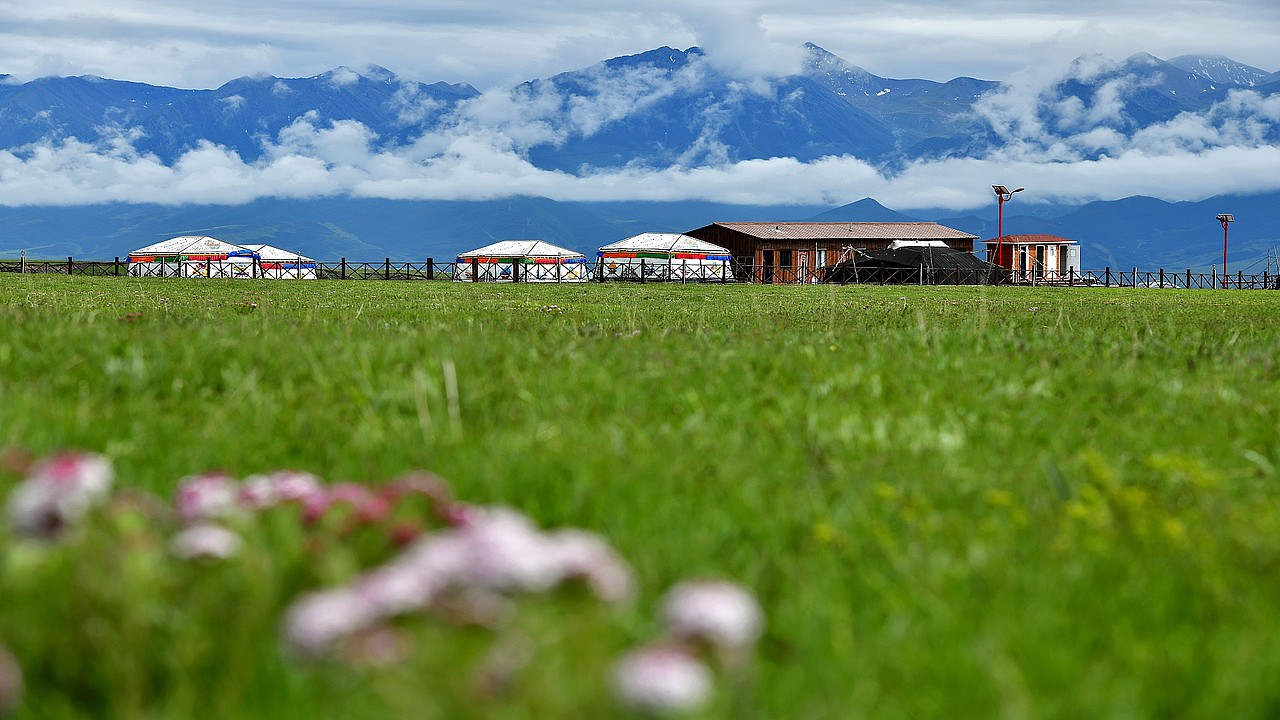 祁连山下最美的牧场