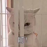 守歌丶的头像