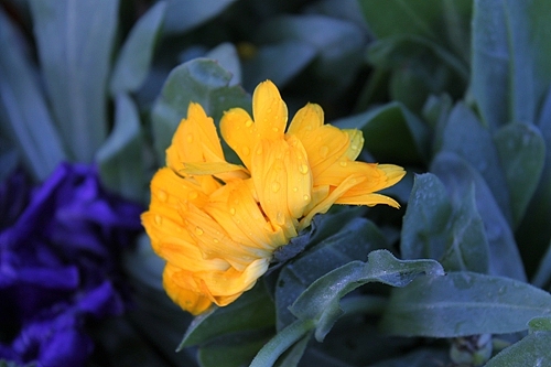 青岛世园会千桃园风景