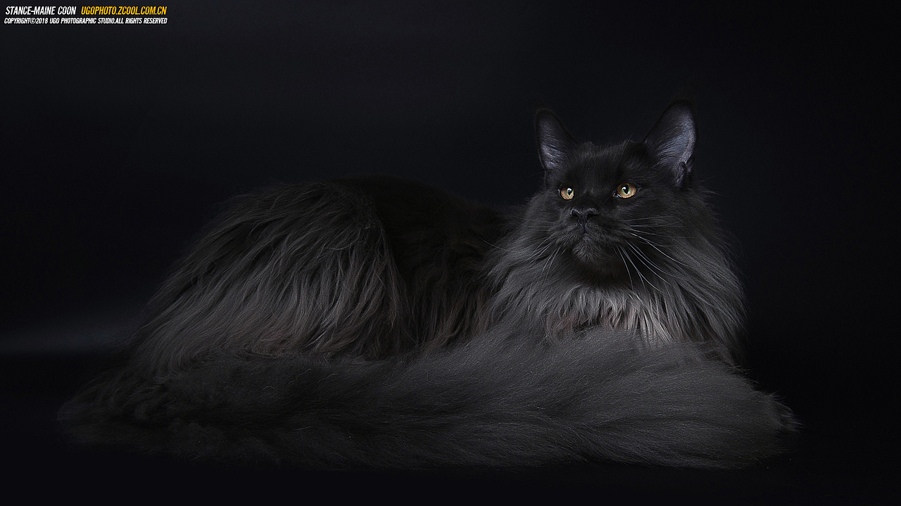 mystery谜【动物摄影师何某某个人作品20】