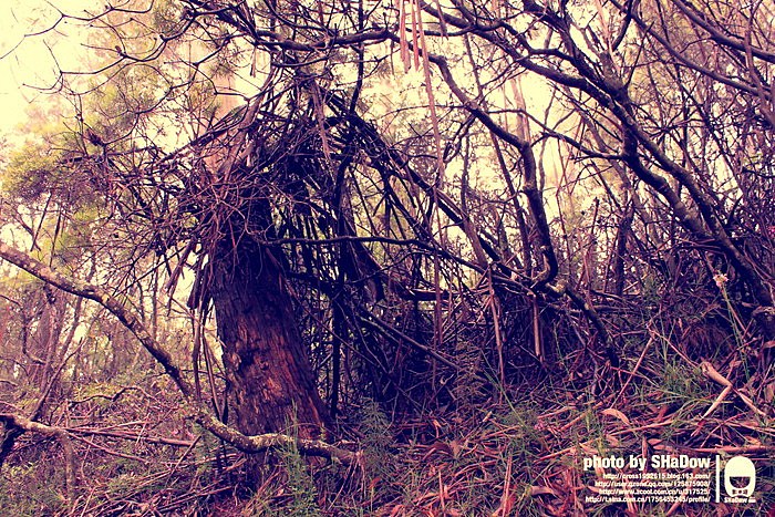 Australia&New Zealand1