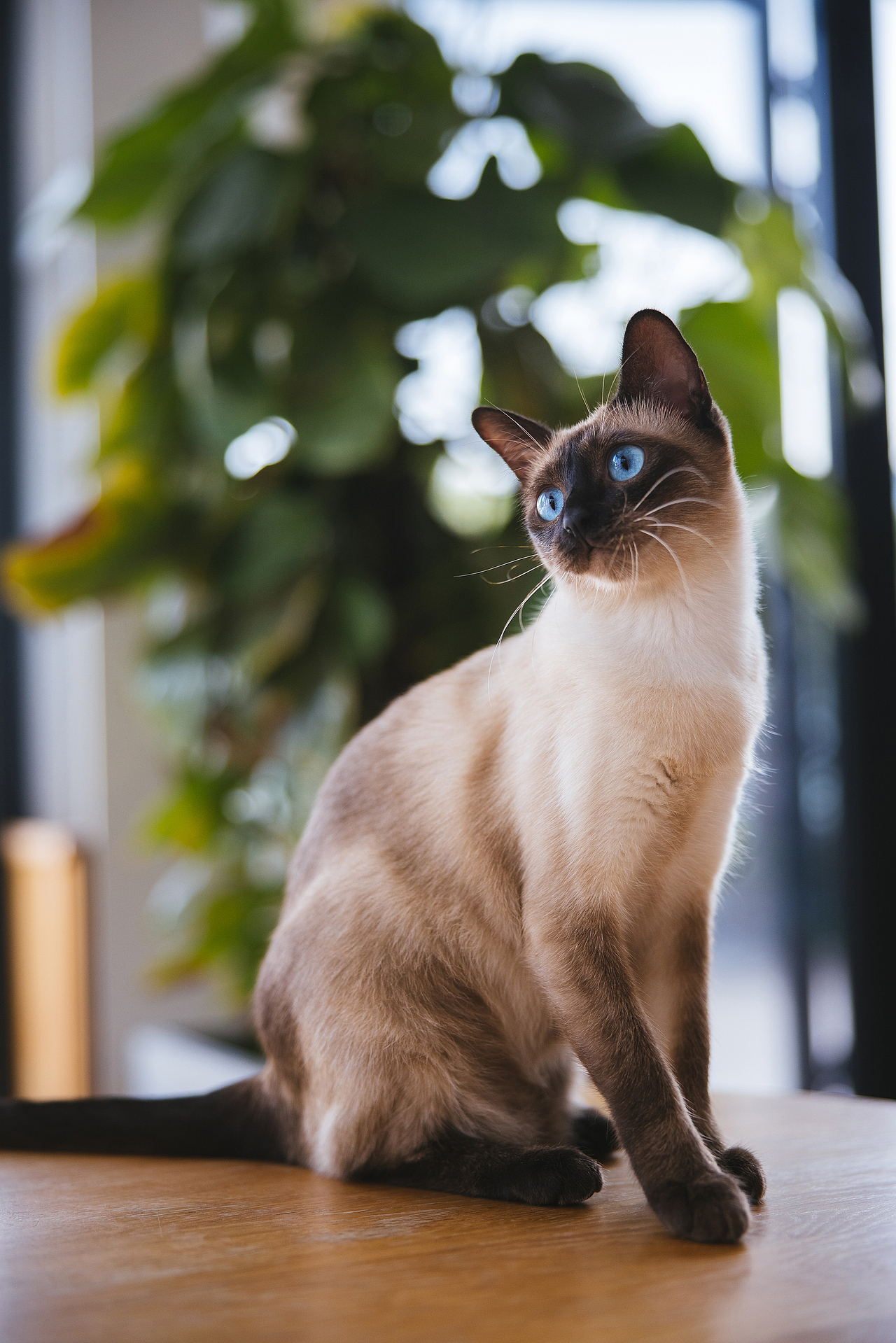 使用佳能EOS R5解锁更多猫咪姿势(图ZMjIyNDgxNTk2) - 宠物摄影 - 站酷设计师克查原创素材 - 站酷ZCOOL