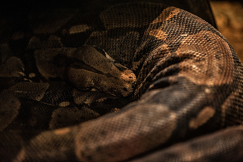 2013拍摄动物整理