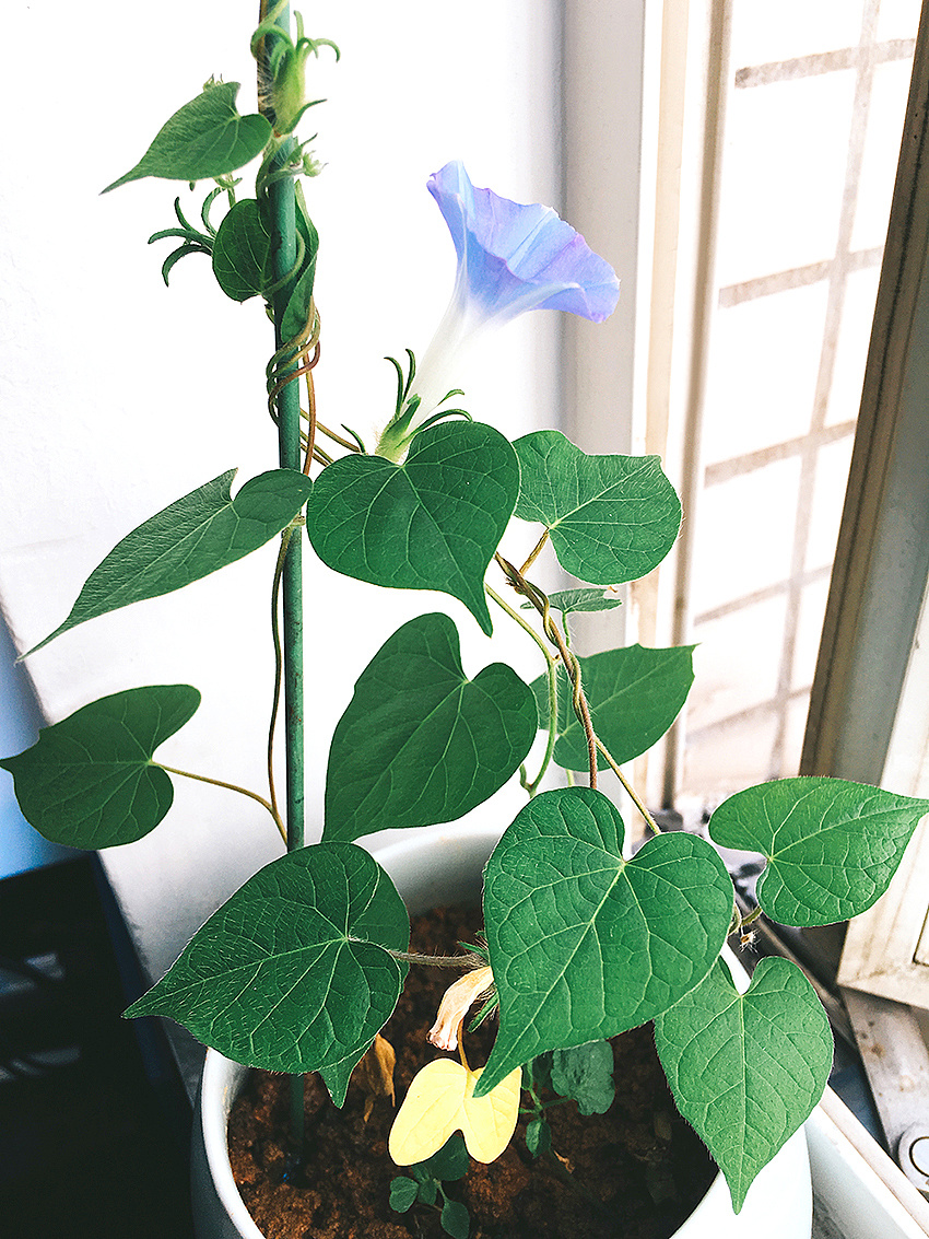 窗台上的小小牵牛花