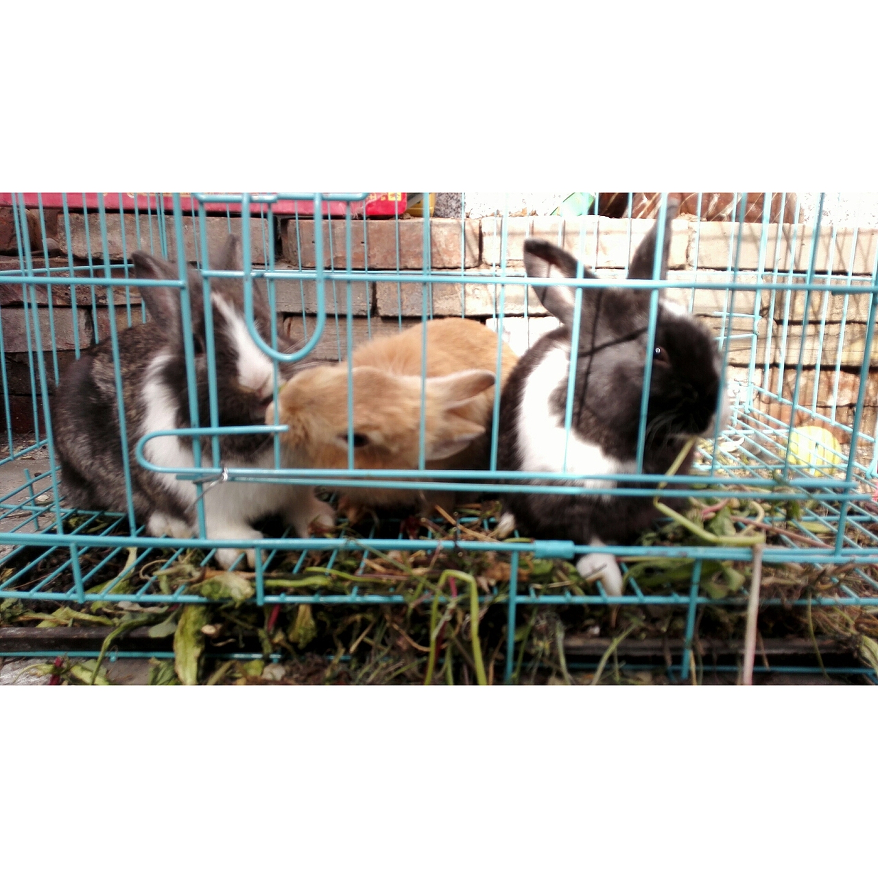 凤凰岭之游（图ZNDc3NTc0MTY=） - 风光摄影 - 站酷设计师Eloise0813原创素材 - 站酷ZCOOL