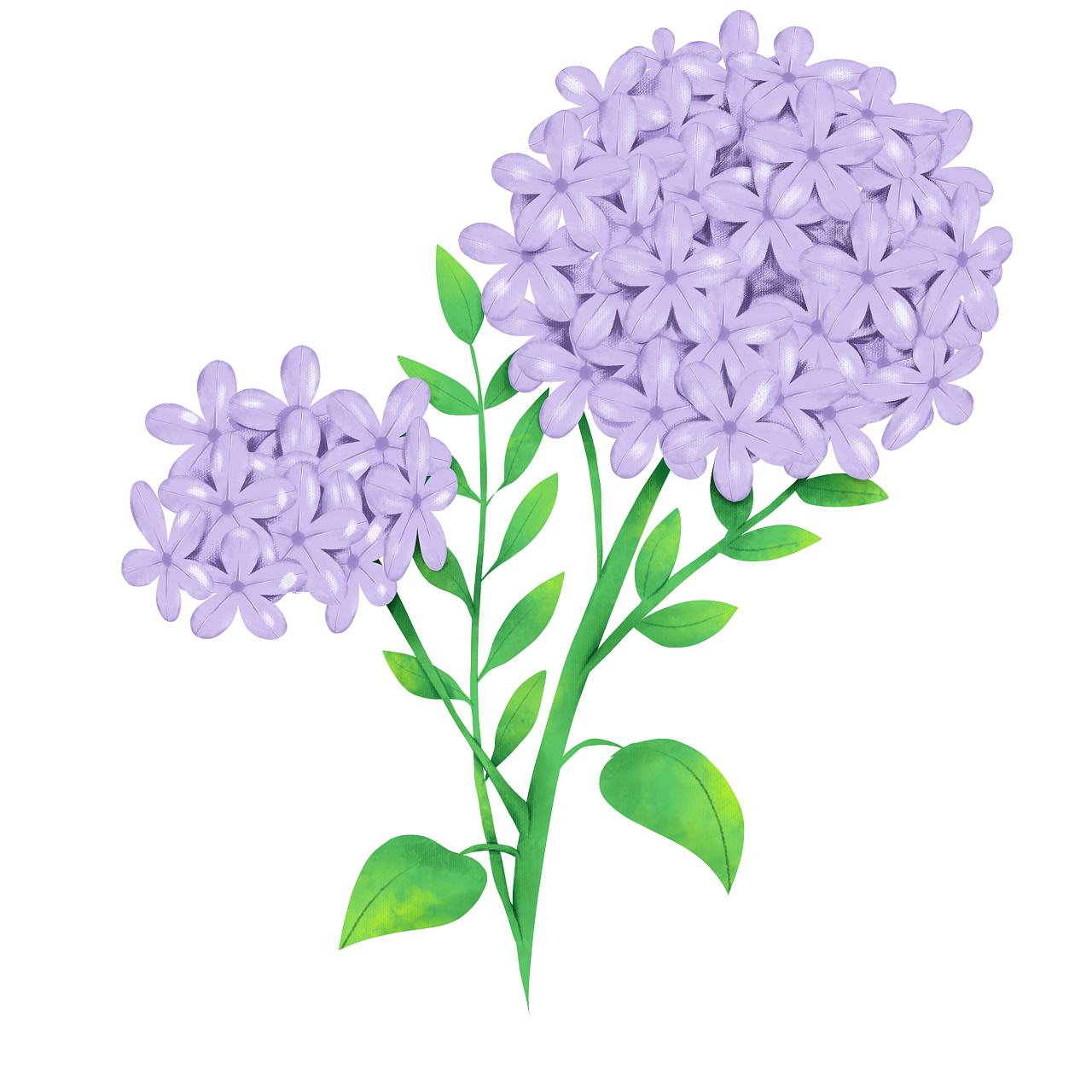 水彩效果绣球花|插画|创作习作|烤奶加燕麦七分糖 - 原创作品 - 站酷