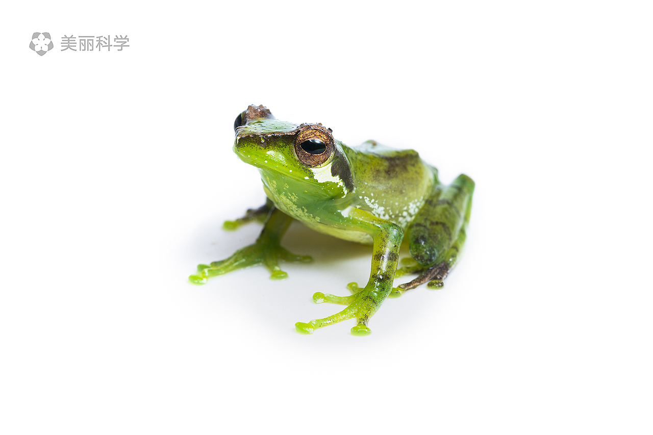 黑眼睑纤树蛙(gracixalus gracilipes)是一类十分美丽的小型蛙类,他们