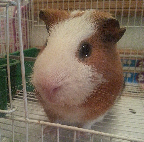 咖啡蛋蛋猪的日常（图ZNTM0MjU4ODg=） - 网络表情 - 站酷设计师柠檬人生原创素材 - 站酷ZCOOL