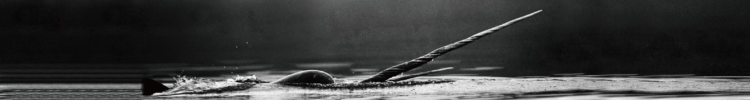 BJ獨(dú)角鯨的個(gè)人主頁(yè)（封面預(yù)覽） - 主頁(yè)封面設(shè)置 - 站酷設(shè)計(jì)師BJ獨(dú)角鯨原創(chuàng)素材 - 站酷ZCOOL