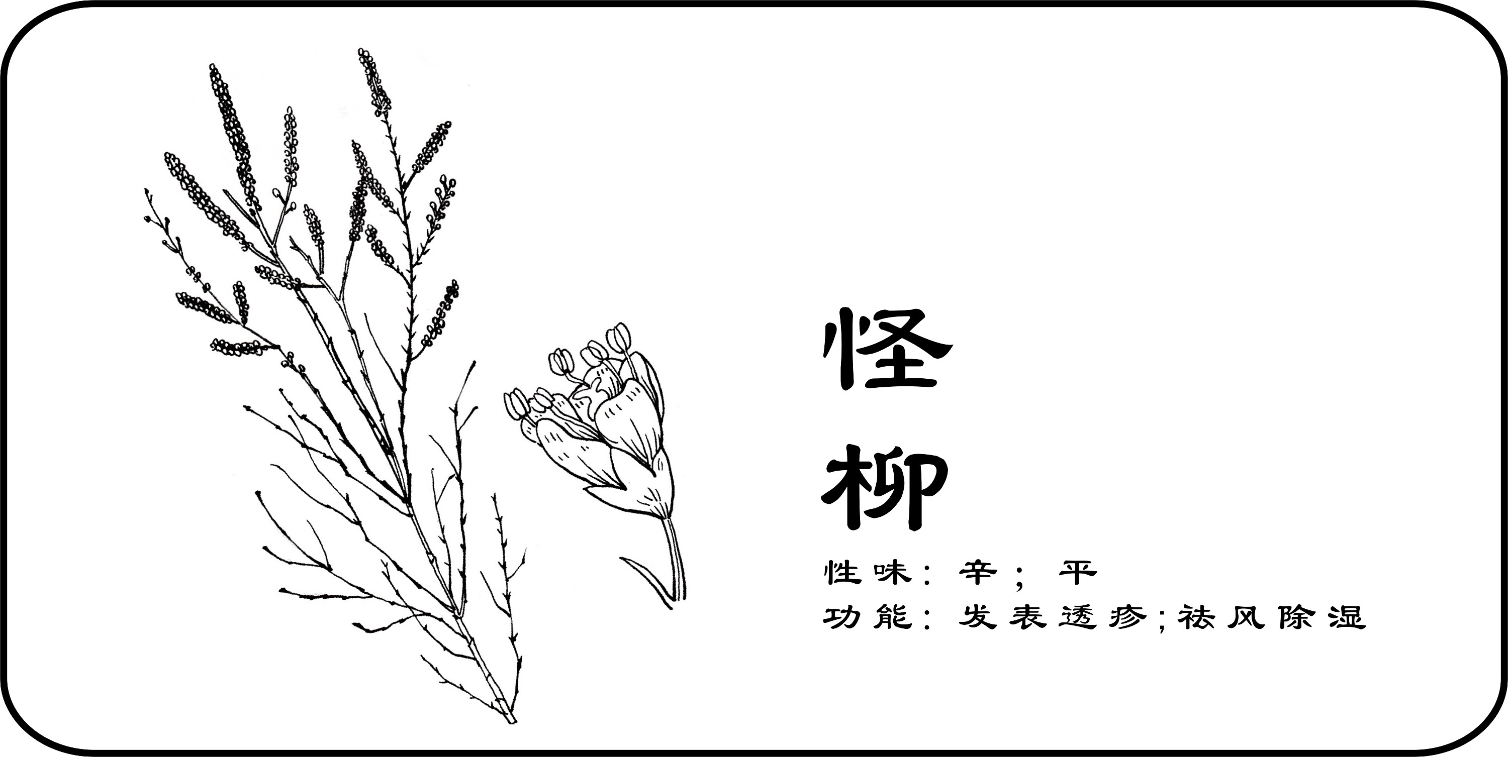 中草药手绘标示