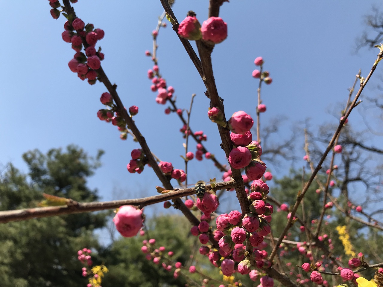 杨飞。苹果前置摄影（图ZMTU0MTczOTA4） - 产品摄影 - 站酷设计师杨飞业余摄影原创素材 - 站酷ZCOOL