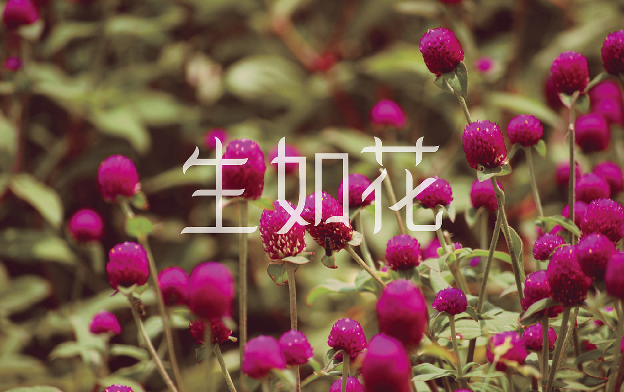 尹公子的字体设计——生如花（图ZODcyOTE2NA==） - 字体/字形 - 站酷设计师尹公子原创素材 - 站酷ZCOOL