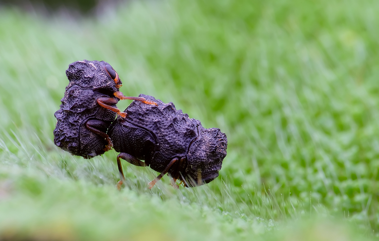 昆虫游记让我们再游一圈丛林看看大自然的小精灵
