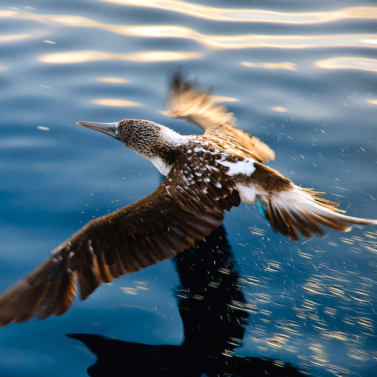 Ace丶侯歌的個(gè)人主頁(yè)（背景預(yù)覽） - 主頁(yè)背景設(shè)置 - 站酷設(shè)計(jì)師Ace丶侯歌原創(chuàng)素材 - 站酷ZCOOL