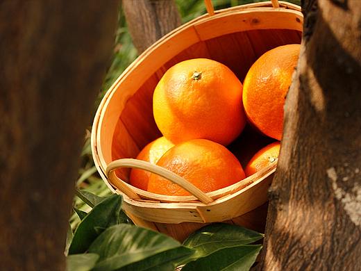 食物摄影 | 生了一窝橙子（个人主页-ZNDE5NTY0ODg=） - 产品摄影 - 站酷设计师YIZ_Z原创素材 - 站酷ZCOOL