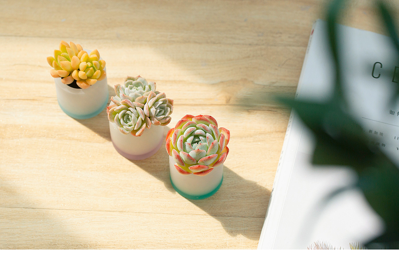 三款INS风家居无土栽培多肉植物-产品摄影（图ZMTMzNTk2Mzky） - 产品摄影 - 站酷设计师Pazza大安原创素材 - 站酷ZCOOL