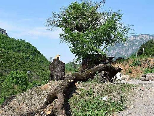 折斷的樹(shù)（個(gè)人主頁(yè)-ZMzczMzQ5ODQ=） - 風(fēng)光攝影 - 站酷設(shè)計(jì)師圓圓臉yyy原創(chuàng)素材 - 站酷ZCOOL