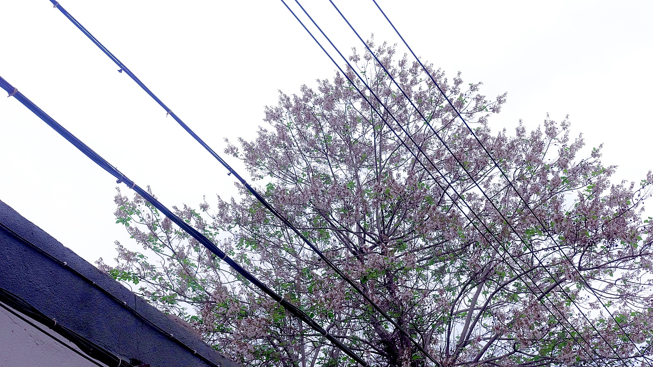 天空中粉色的树在向我展示夏天的浪漫