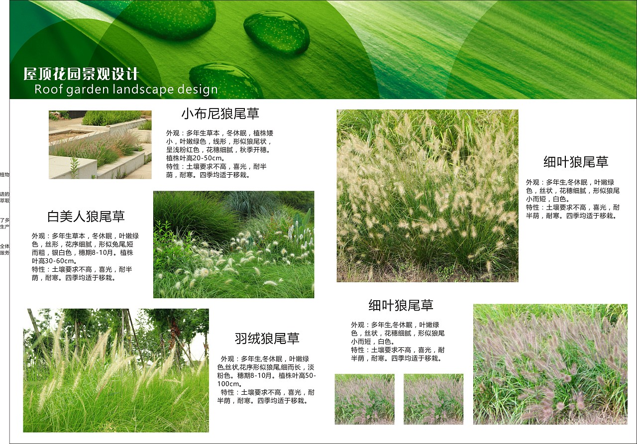 绿色植物主题ppt背景更环保_ppt背景图片_TuPian1