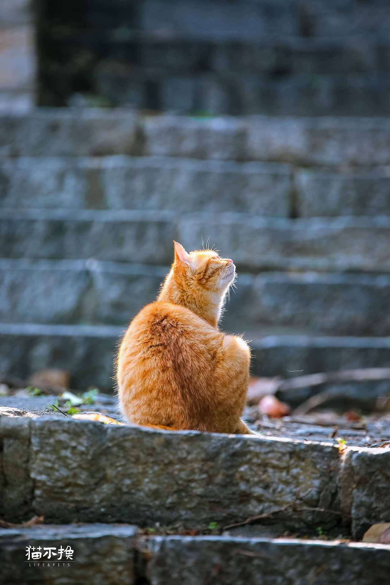 山猫日记20210613