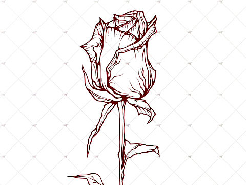 含苞待放玫瑰（个人主页-ZNjczNjE3MDA=） - 艺术插画 - 站酷设计师文三岁的画原创素材 - 站酷ZCOOL