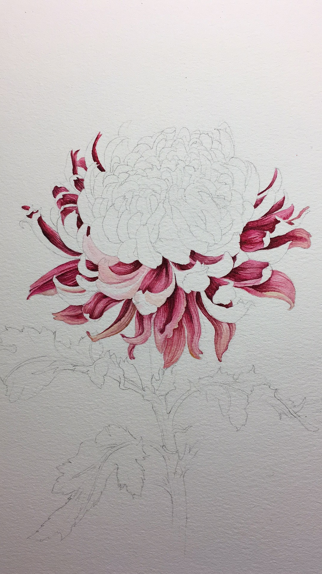 从浅到深,顺便画出花瓣的脉络,可以从自己喜欢的部分开始画,随性随心。