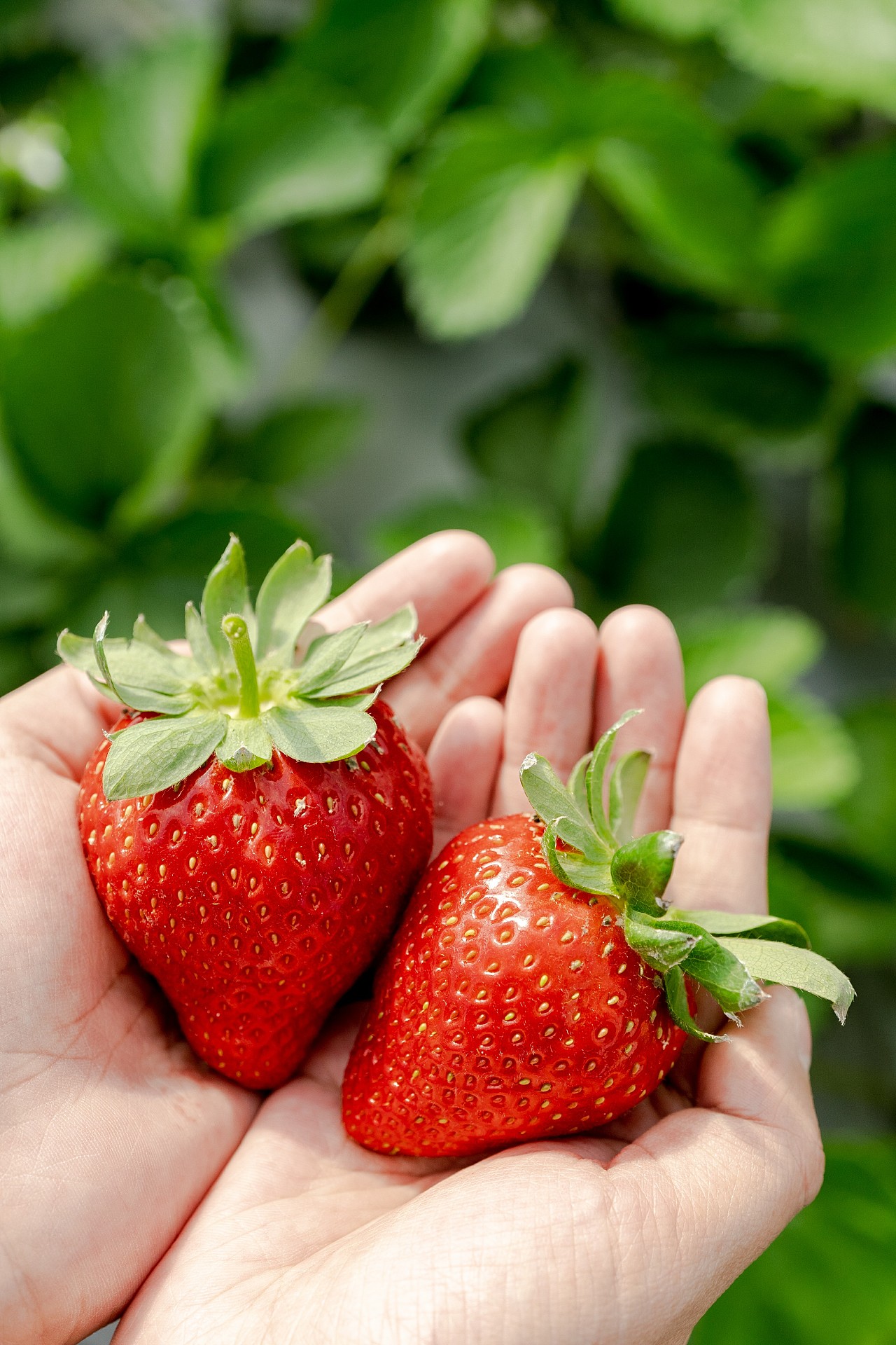 草莓拍摄|摄影|产品摄影|丹荔映画 - 原创作品 - 站酷 (zcool)