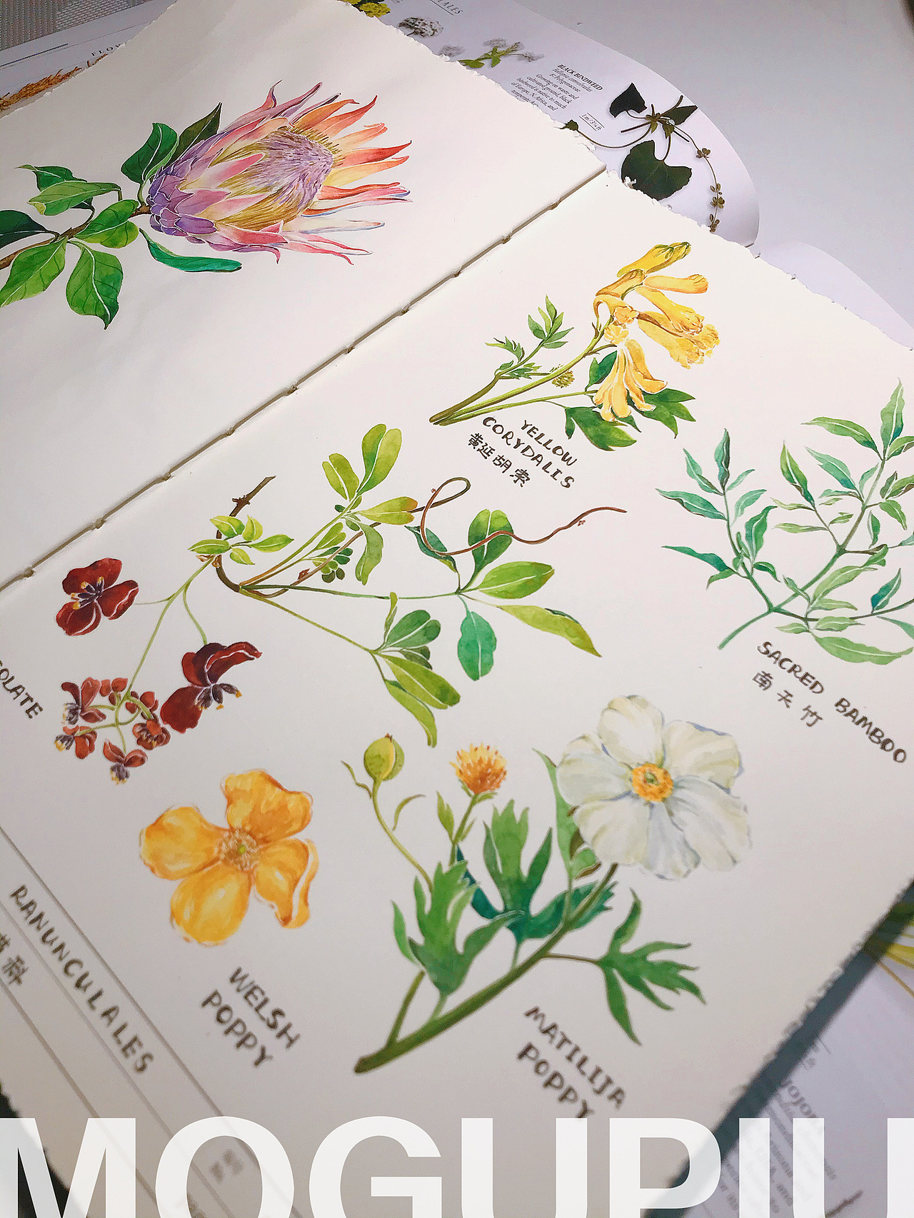 蘑菇PIU的自然笔记 关于春天 关于花开